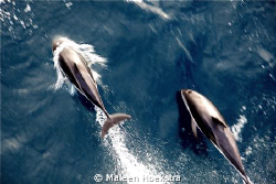 Dolphins playing on bow wave in the Southern Ocean. by Maleen Hoekstra 